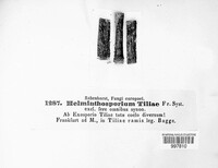 Exosporium tiliae image